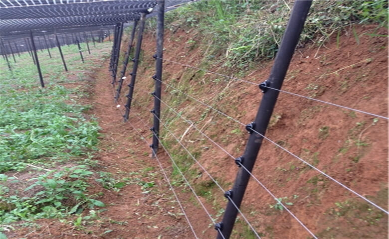 文(wén)山(shān)某三七種植基地案例圖片